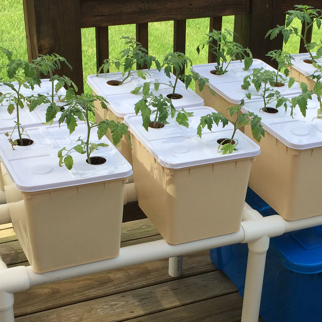 Dutch Bucket System Guide - A Detailed Look into Hydroponic Dutch Bato Buckets