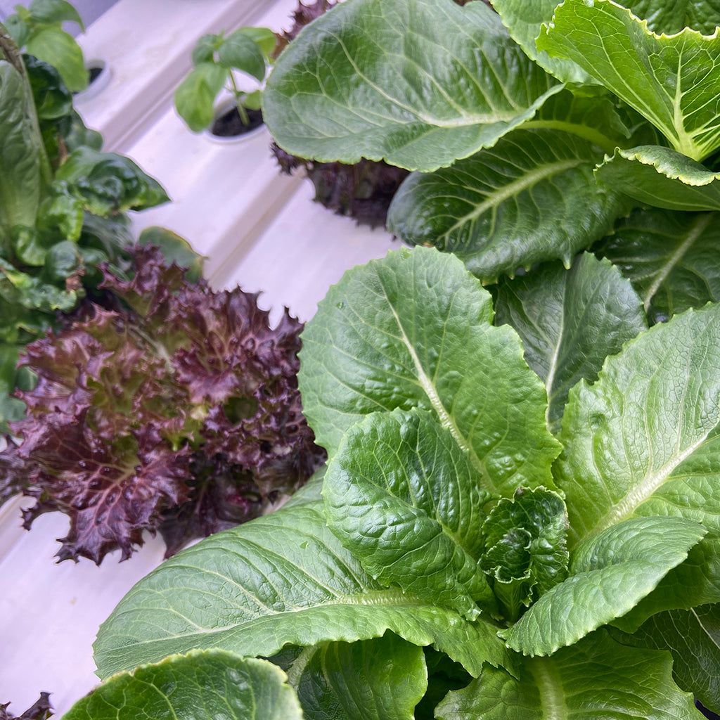 Growing Hydroponic Lettuce with Nutrient Film Technique (NFT) Systems...A Sustainable Way to Grow Fresh Greens