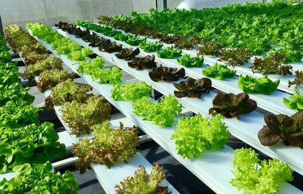 Hydroponic Growing  An Eco-Friendly Way to Grow Plants and Vegetables