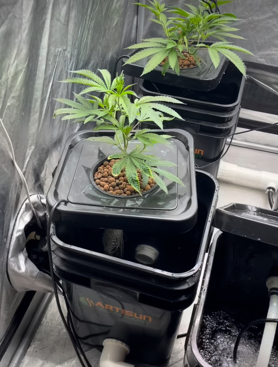 Cannabis Cultivation Guide Using a Hydroponic RDWC System