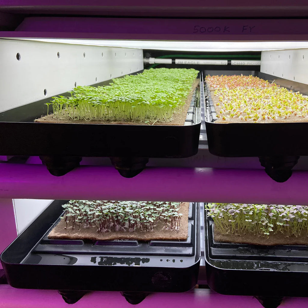 Flood and Drain Hydroponic Systems
