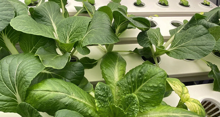 Build you own DIY Hydroponic system