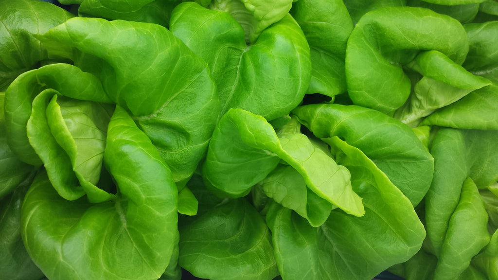 How to grow Hydroponic Lettuce at home