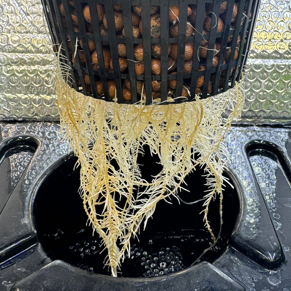 healthy roots growing in hydroponics