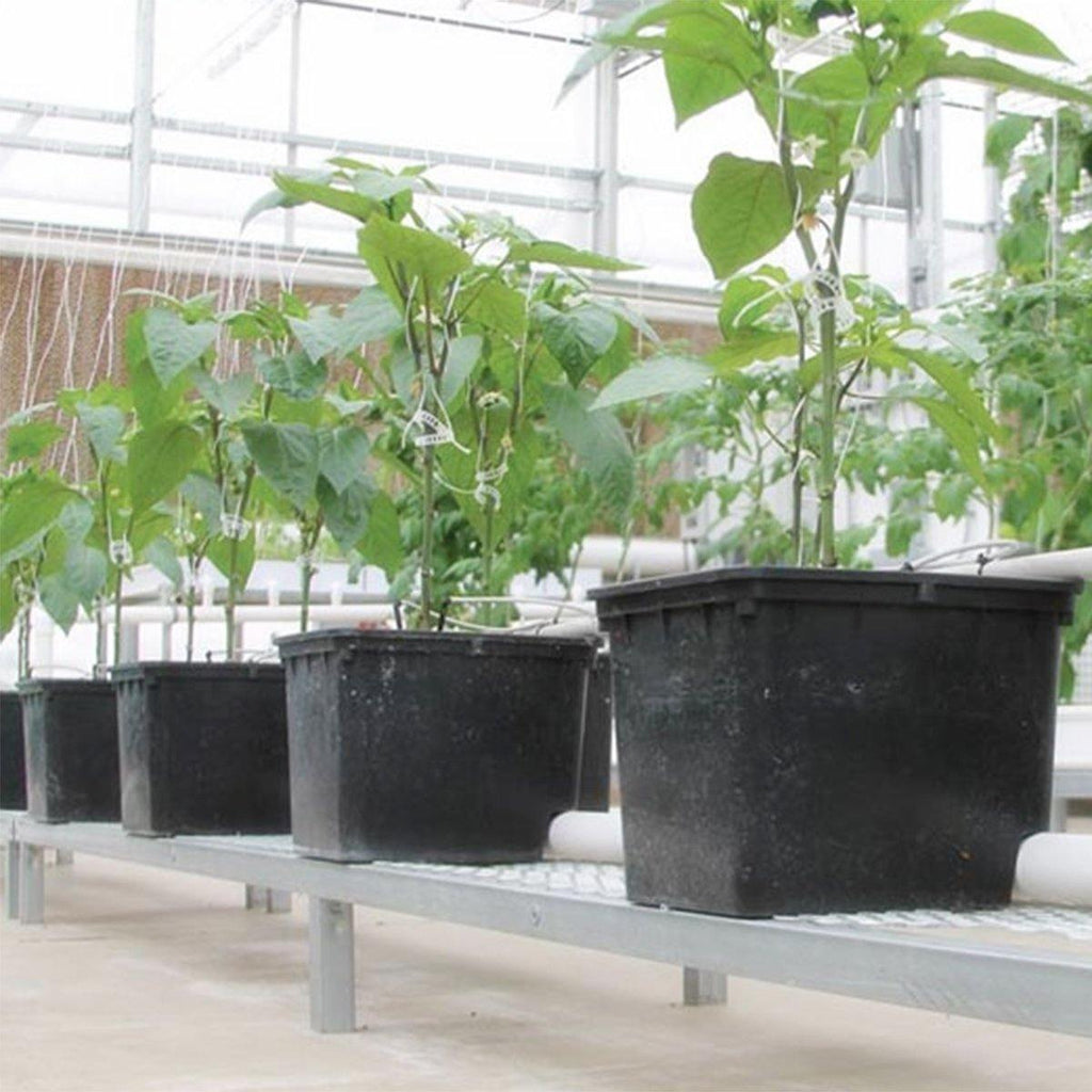 Hydroponic Dutch Bato Buckets from Artisun Technology are easy to set up and automate watering.