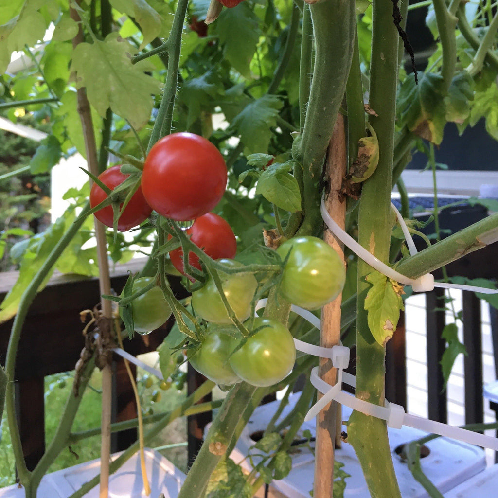 Hydroponic System, 8 Dutch Bucket - Artisun Technology, LLC