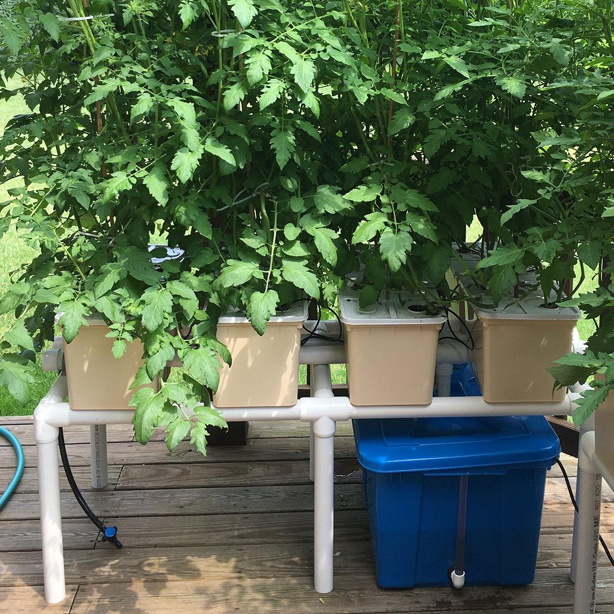 Dutch Bucket Irrigation at Matthew Brunskill blog