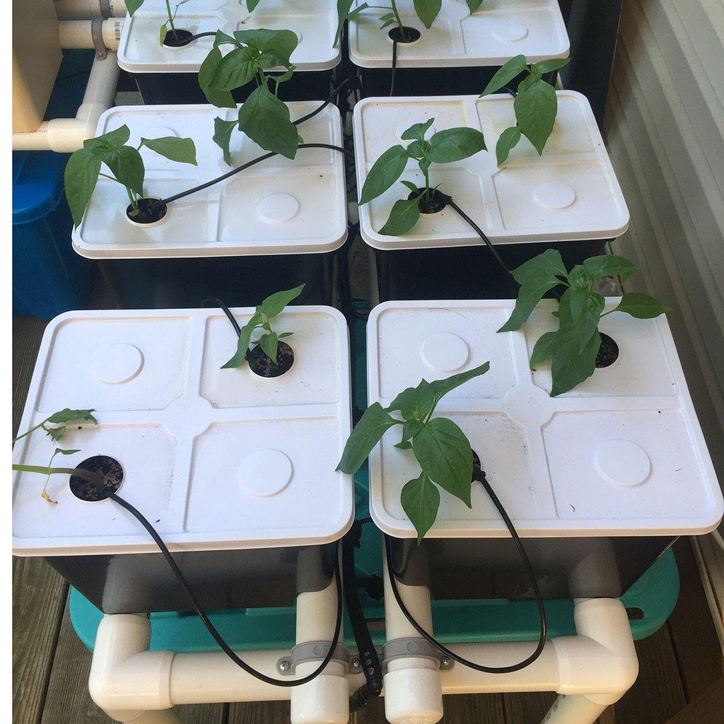 Easily water your Dutch bucket hydroponic setup